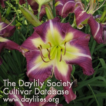 Daylily Thank Your Lucky Stars